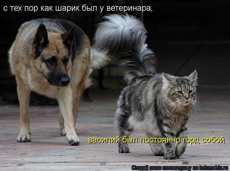 с тех пор как шарик был у ветеринара, василий был постоянно горд собой... Котоматрица: с тех пор как шарик был у ветеринара, василий был постоянно горд собой
