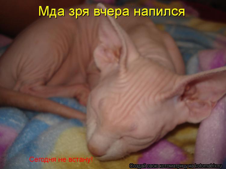 Котоматрица: Мда зря вчера напился Сегодня не встану!