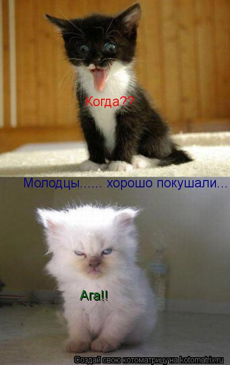 Котоматрица: Молодцы...... хорошо покушали... Ага!! Когда??