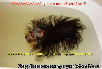 Котоматрица: ААААААААААААА  у вас в ванной дикобраз!!!! ААААА в ванну  зашла огромная морщинистая жаба!