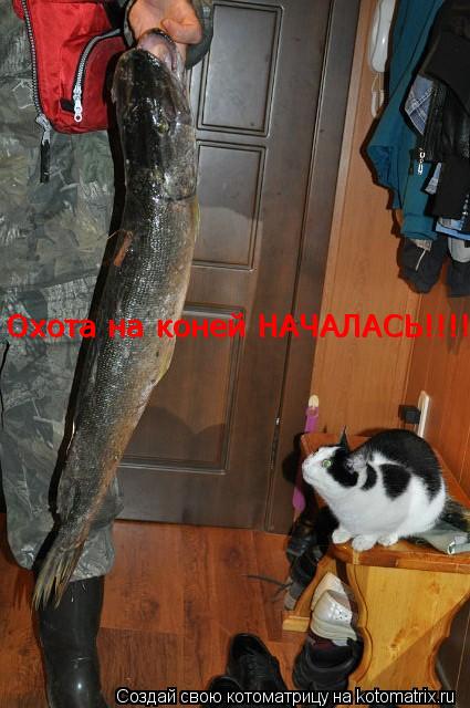 Котоматрица: Охота на коней НАЧАЛАСЬ!!!!!!! Охота на коней НАЧАЛАСЬ!!!!!!!