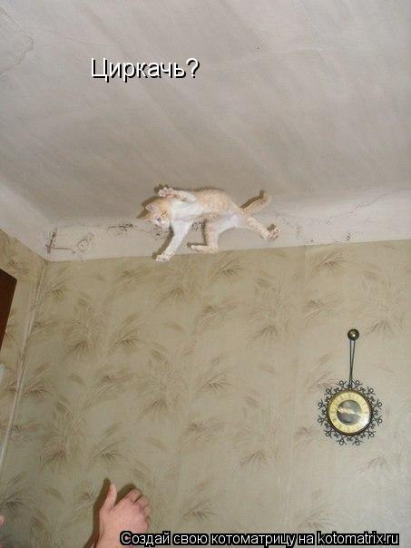 Котоматрица: Циркачь?