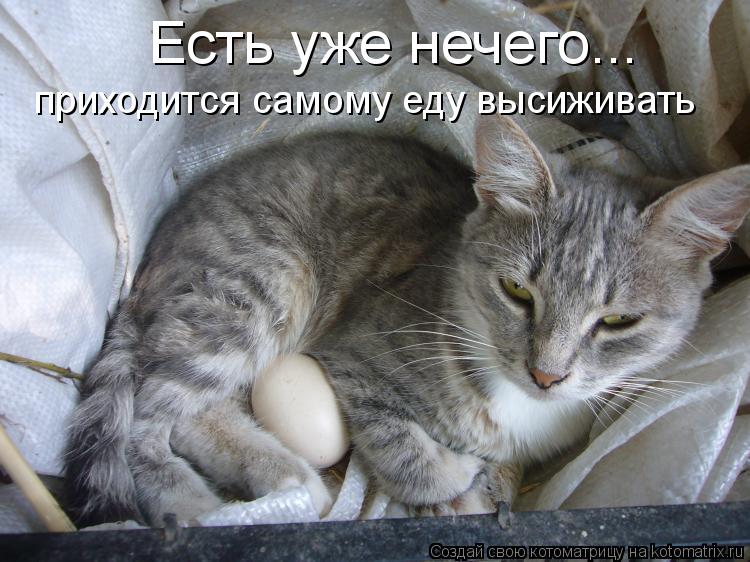 Котоматрица: Есть уже нечего... приходится самому еду высиживать
