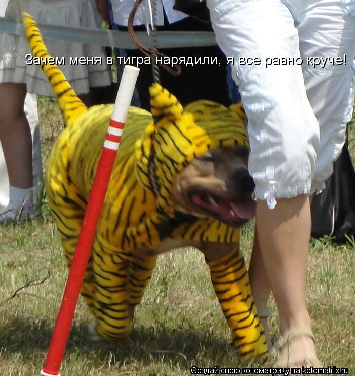 Котоматрица: Зачем меня в тигра нарядили, я все равно круче!