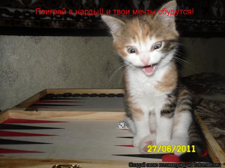 Котоматрица: Поиграй в нарды!! и твои мечты сбудутся!