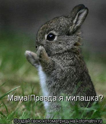 Котоматрица: Мама!Правда я милашка?