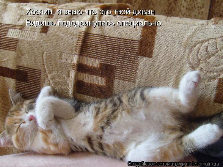 Котоматрица: Хозяин, я знаю что это твой диван Видишь пододвинулась специально