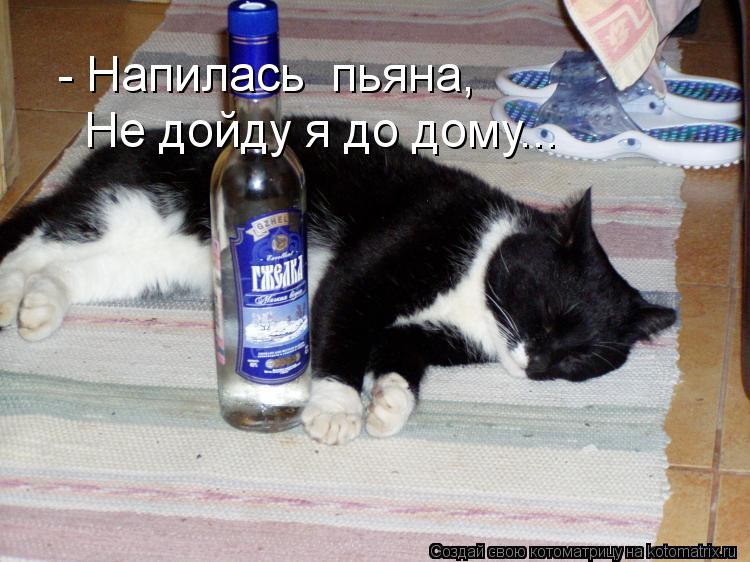 Котоматрица: - Напилась  пьяна, Не дойду я до дому...