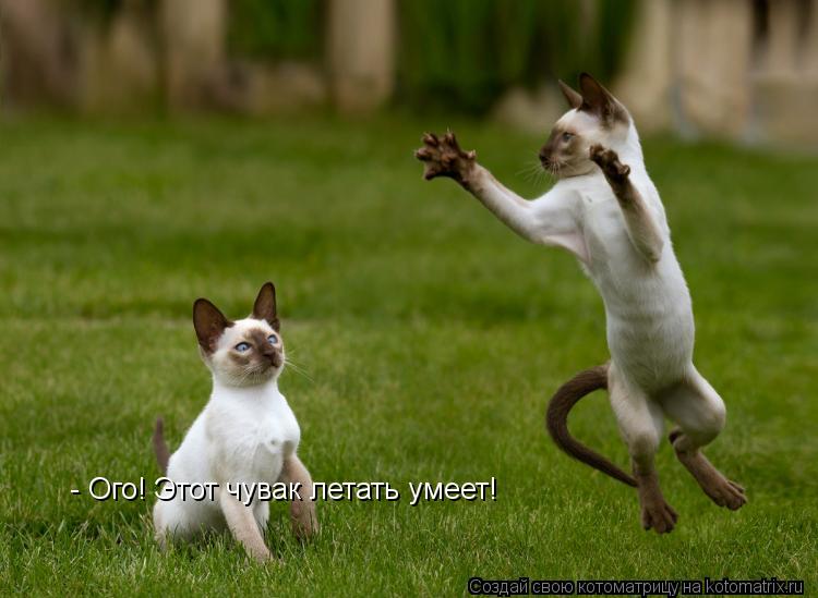 Котоматрица: - Ого! Этот чувак летать умеет!