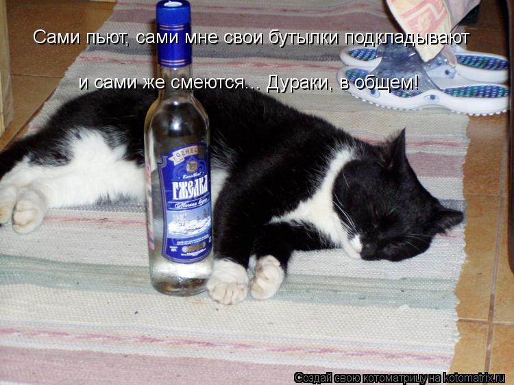 Котоматрица: Сами пьют, сами мне свои бутылки подкладывают и сами же смеются... Дураки, в общем!
