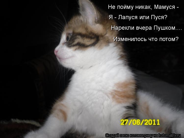Котоматрица: Я - Лапуся или Пуся? Не пойму никак, Мамуся - Нарекли вчера Пушком.... Изменилось что потом?