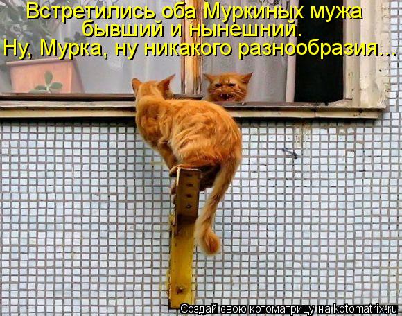 Котоматрица: Ну, Мурка, ну никакого разнообразия... бывший и нынешний. Встретились оба Муркиных мужа