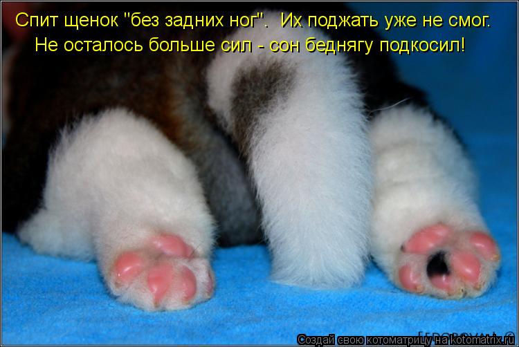 Котоматрица: Спит щенок "без задних ног".  Их поджать уже не смог.  Не осталось больше сил - сон беднягу подкосил!