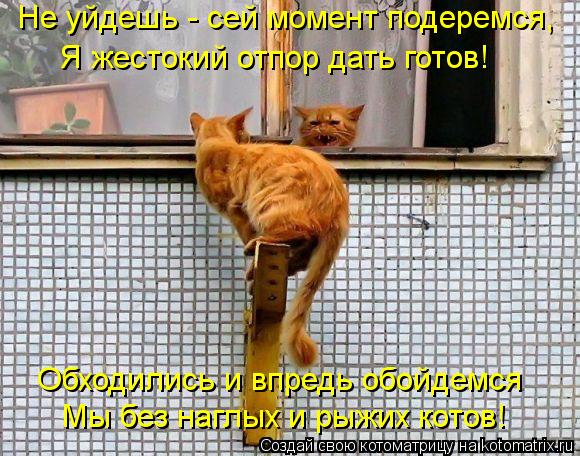 Котоматрица: Не уйдешь - сей момент подеремся, Я жестокий отпор дать готов! Обходились и впредь обойдемся Мы без наглых и рыжих котов!