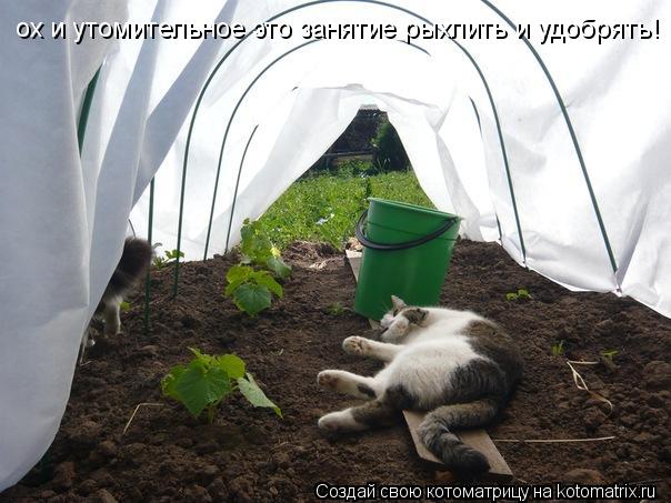 Котоматрица: ох и утомительное это занятие рыхлить и удобрять!