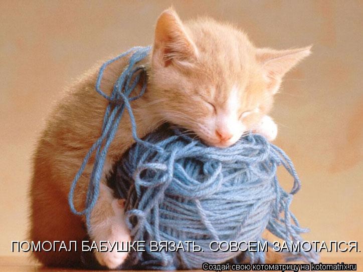 Котоматрица: ПОМОГАЛ БАБУШКЕ ВЯЗАТЬ. СОВСЕМ ЗАМОТАЛСЯ.