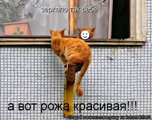 Котоматрица: зеркало так себе а вот рожа красивая!!! &#9787;