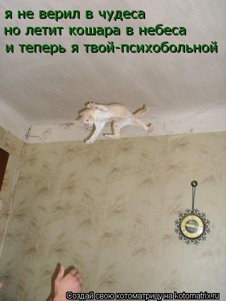 Котоматрица: я не верил в чудеса но летит кошара в небеса и теперь я твой-психобольной