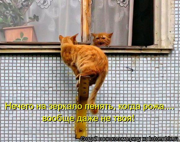 Нечего на зеркало пенять, когда рожа.... вообще даже не твоя!... Котоматрица: Нечего на зеркало пенять, когда рожа.... вообще даже не твоя!
