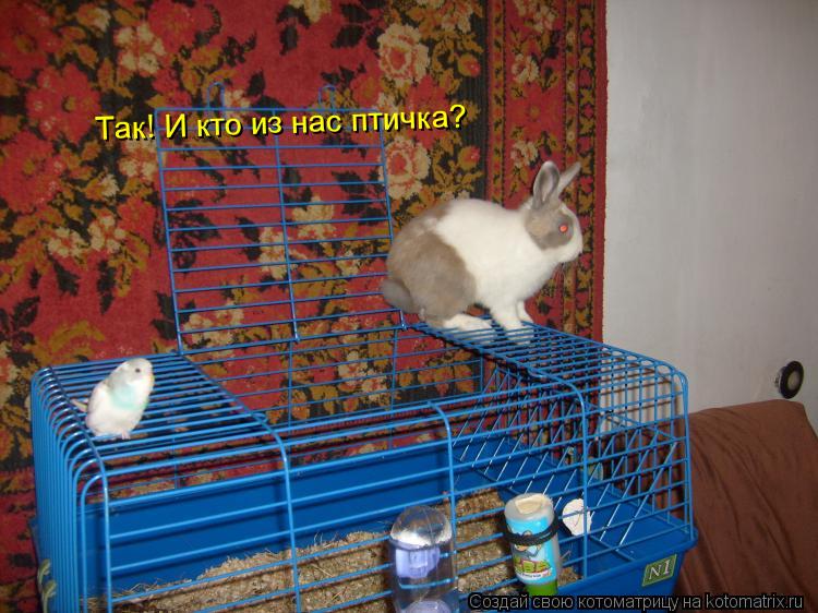 Котоматрица: Так! И кто из нас птичка?