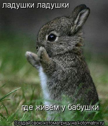 Котоматрица: ладушки ладушки где живём у бабушки