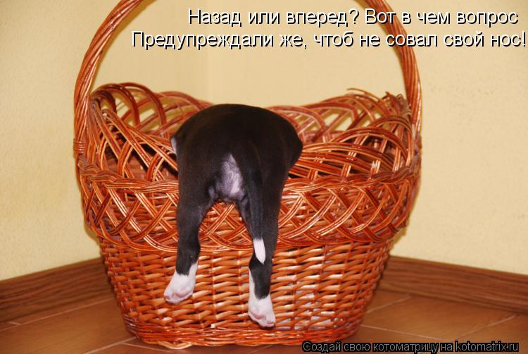Котоматрица: Назад или вперед? Вот в чем вопрос Предупреждали же, чтоб не совал свой нос!
