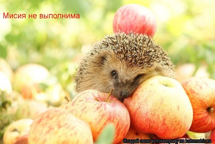 Котоматрица: Мисия не выполнима