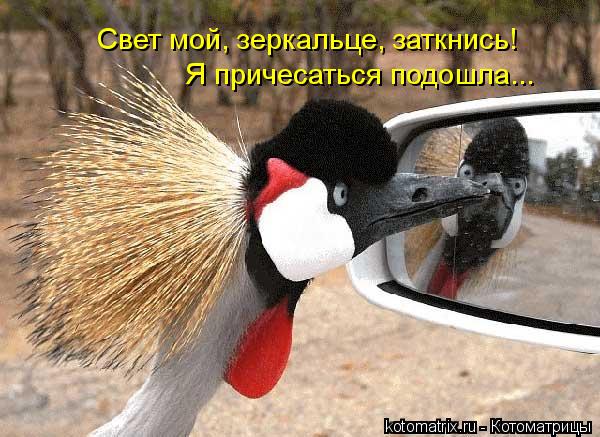 Котоматрица: Свет мой, зеркальце, заткнись! Я причесаться подошла...