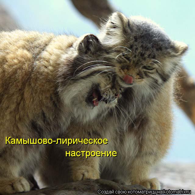 Котоматрица: Камышово-лирическое настроение