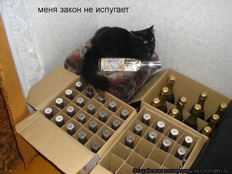 Котоматрица: меня закон не испугает