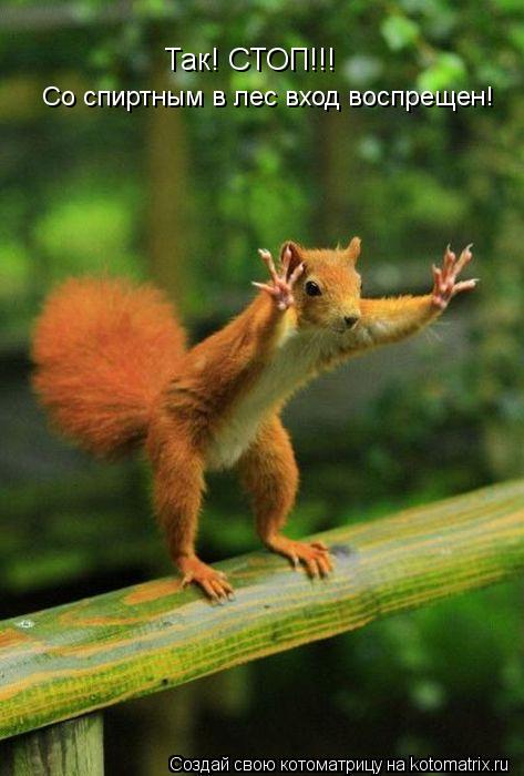 Котоматрица: Так! СТОП!!! Со спиртным в лес вход воспрещен!