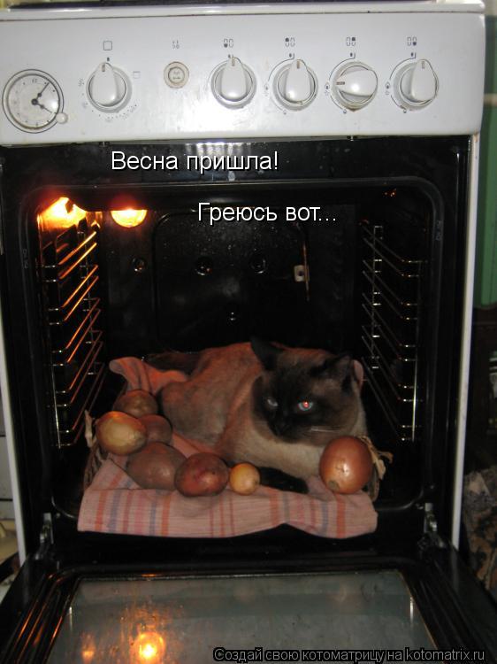 Котоматрица: Весна пришла! Греюсь вот...