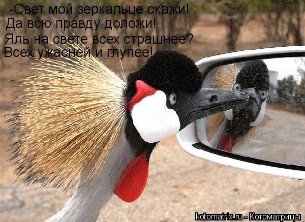 Котоматрица: -Свет мой зеркальце скажи! Да всю правду доложи! Яль на свете всех страшнее? Всех ужасней и глупее!