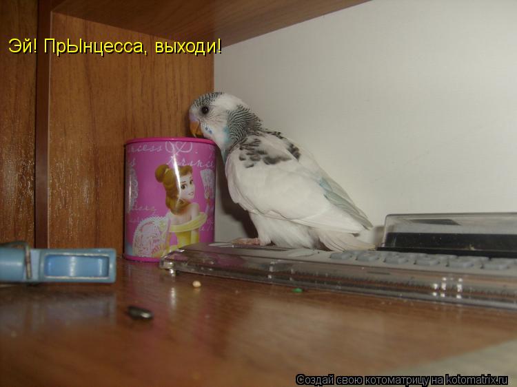 Эй! ПрЫнцесса, выходи!... Котоматрица: Эй! ПрЫнцесса, выходи!