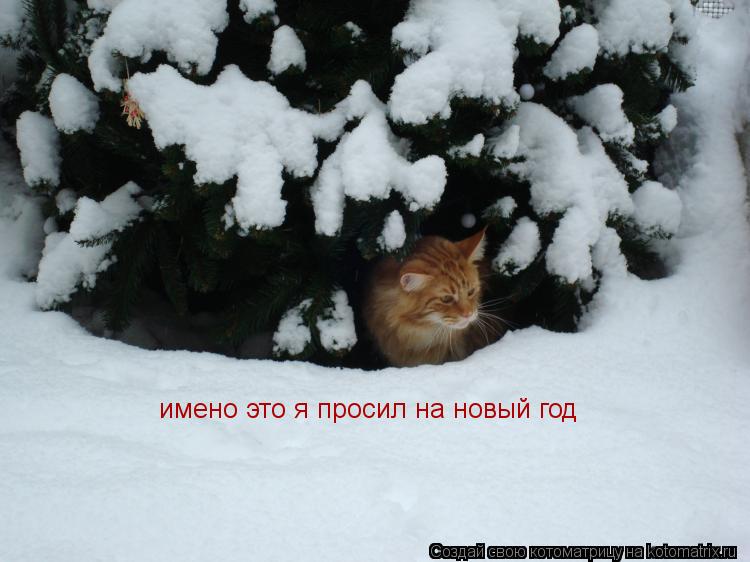 Котоматрица: имено это я просил на новый год