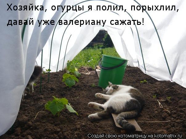 Котоматрица: давай уже валериану сажать! Хозяйка, огурцы я полил, порыхлил,