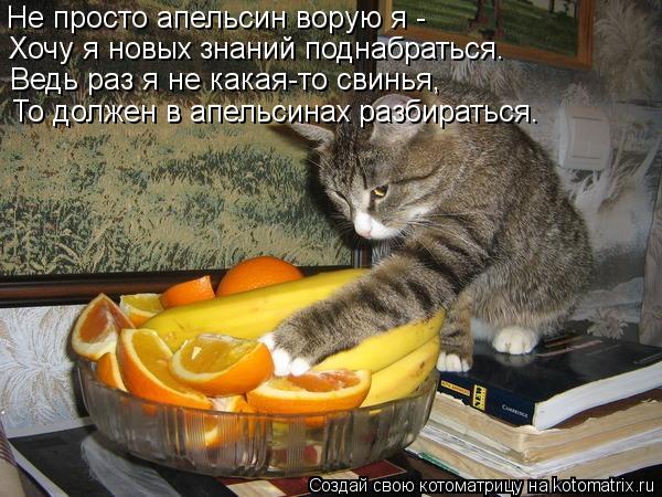 Котоматрица: Не просто апельсин ворую я -  Хочу я новых знаний поднабраться. Ведь раз я не какая-то свинья, То должен в апельсинах разбираться.
