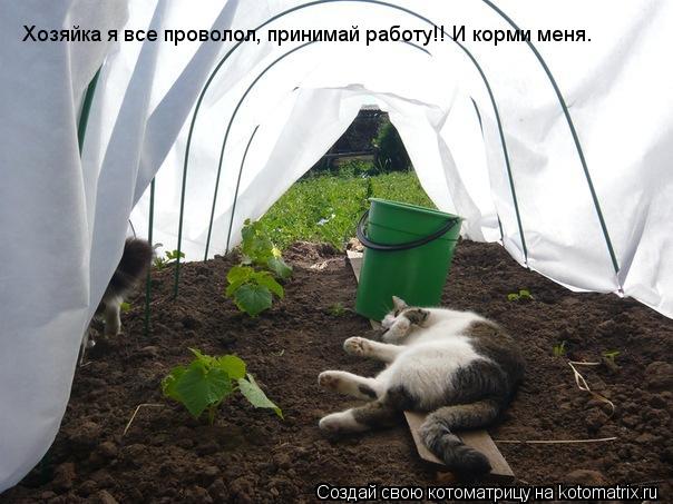 Котоматрица: Хозяйка я все проволол, принимай работу!! И корми меня.