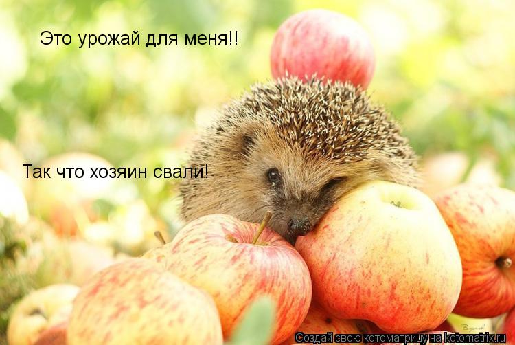 Котоматрица: Это урожай для меня!!  Так что хозяин свали!