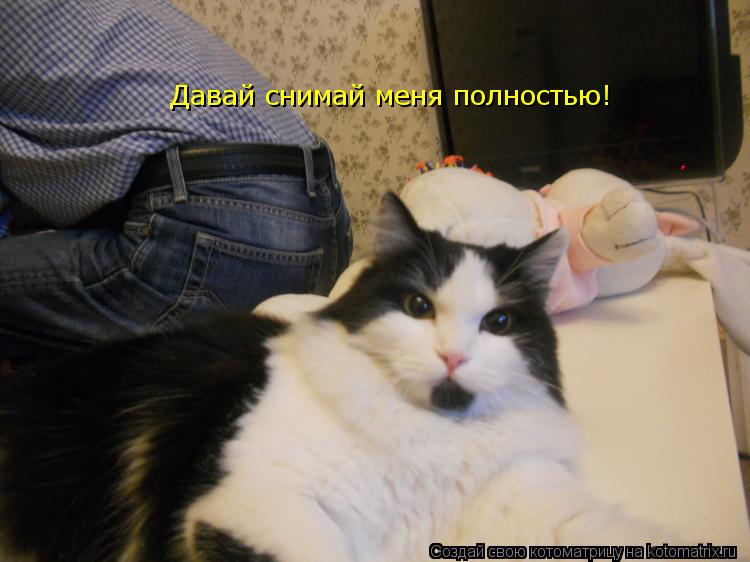 Котоматрица: Давай снимай меня полностью!