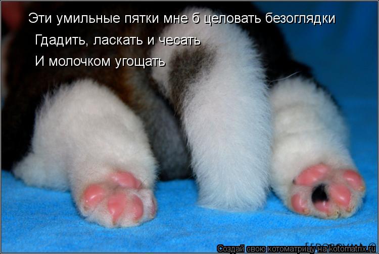 Котоматрица: Эти умильные пятки мне б целовать безоглядки Гдадить, ласкать и чесать И молочком угощать