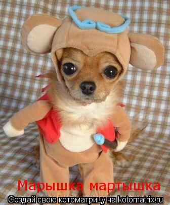 Котоматрица: Марышка мартышка