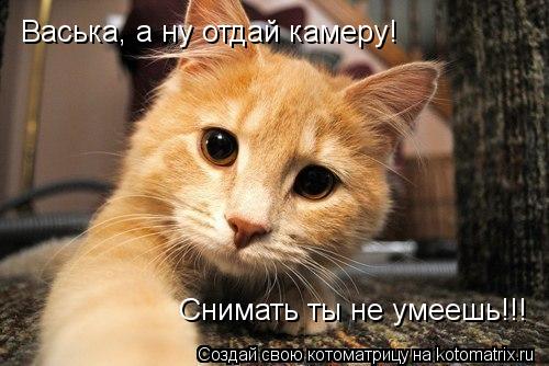 Котоматрица: Васька, а ну отдай камеру! Снимать ты не умеешь!!!