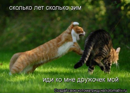 Котоматрица: сколько лет сколько зим  иди ко мне дружочек мой иди ко мне дружочек мой