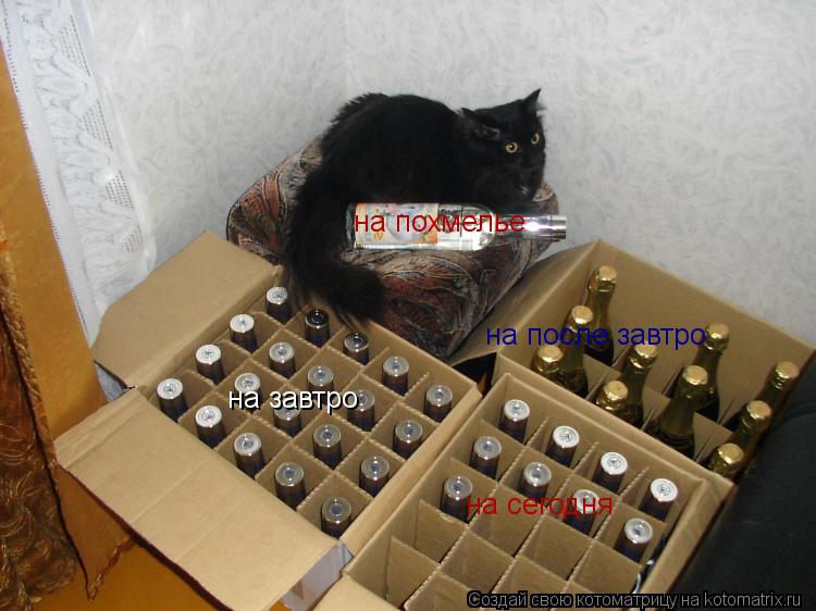 Котоматрица: на сегодня на завтро на после завтро на похмелье