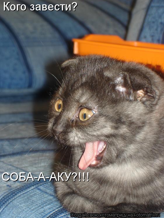 Котоматрица: Кого завести? СОБА-А-АКУ?!!!