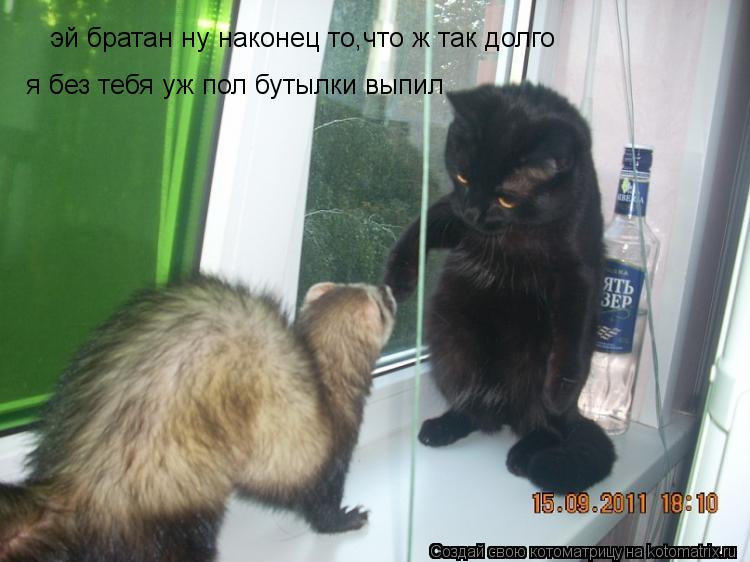 Котоматрица: эй братан ну наконец то,что ж так долго я без тебя уж пол бутылки выпил