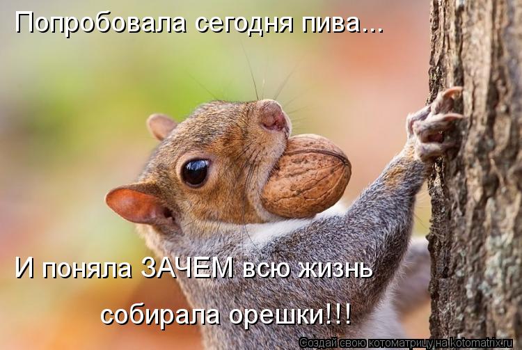Котоматрица: Попробовала сегодня пива... И поняла ЗАЧЕМ всю жизнь  собирала орешки!!!