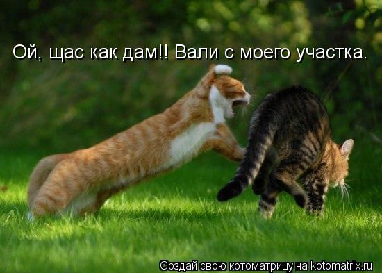 Котоматрица: Ой, щас как дам!! Вали с моего участка.
