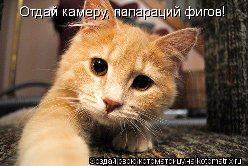 Котоматрица: Отдай камеру, папараций фигов!